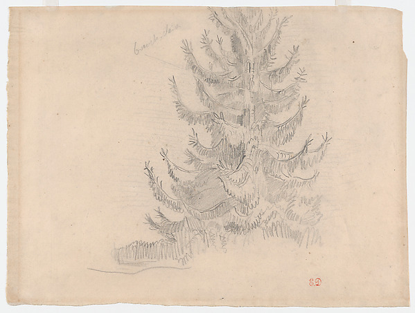 Fir Tree