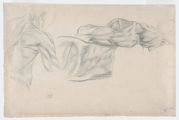 Écorché: Studies of Arms and Shoulders