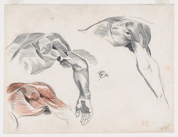 Écorché: Three Studies of a Shoulder