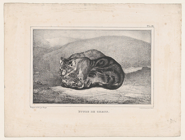 Study of Cats