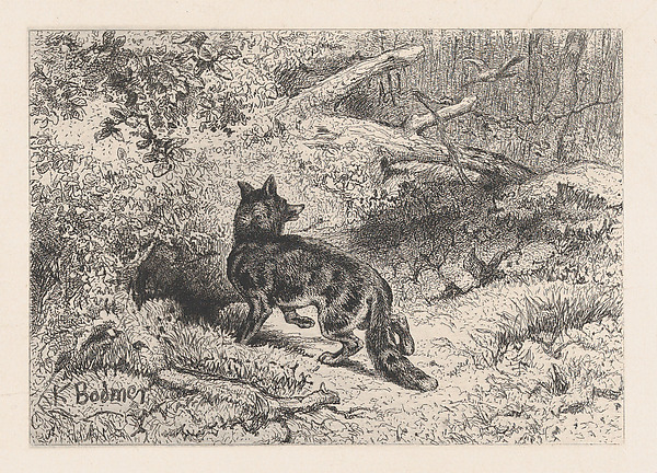 A Fox, from "Eaux-Fortes Animaux & Paysages"
