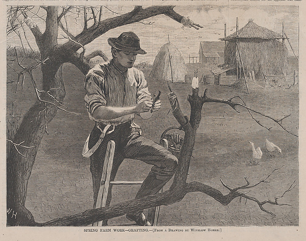 Spring Farm Work – Grafting (from "Harper's Weekly," Vol. XIV)