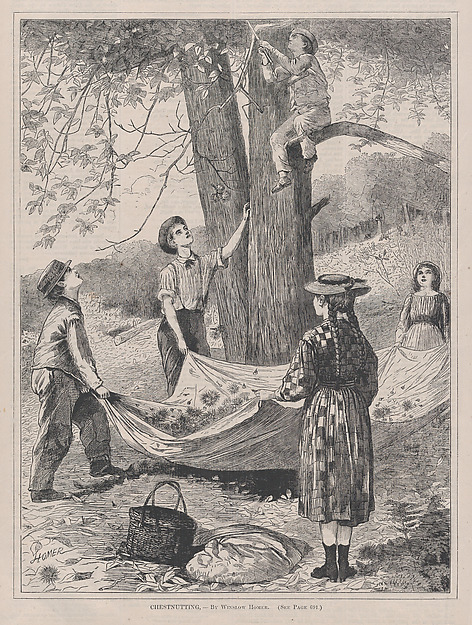 Chestnutting (from "Every Saturday," Vol. I, New Series)