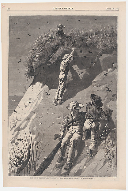 Raid on a Sand-swallow Colony – "How Many Eggs?" (from "Harper's Weekly," Vol. XVIII)