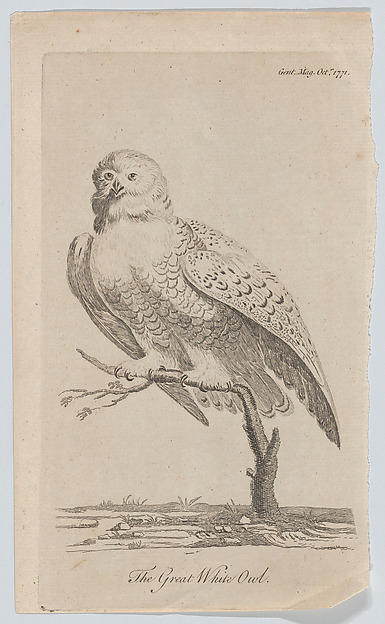 The Great White Owl
