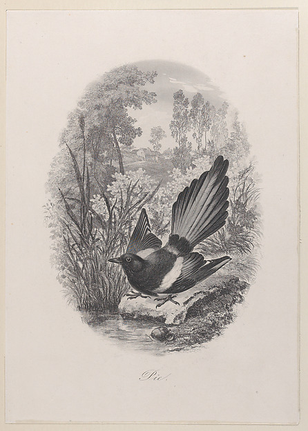 Magpie
