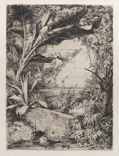 Tropical Plants