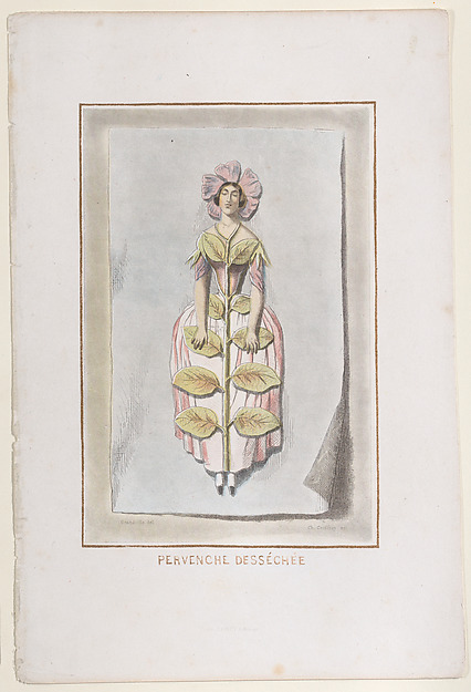Perveche Desséchée, from "Les Fleurs Animées"