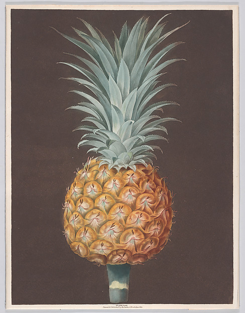 The Brown Havannah Pine by George Brookshaw, The Metropolitan Museum of Art
