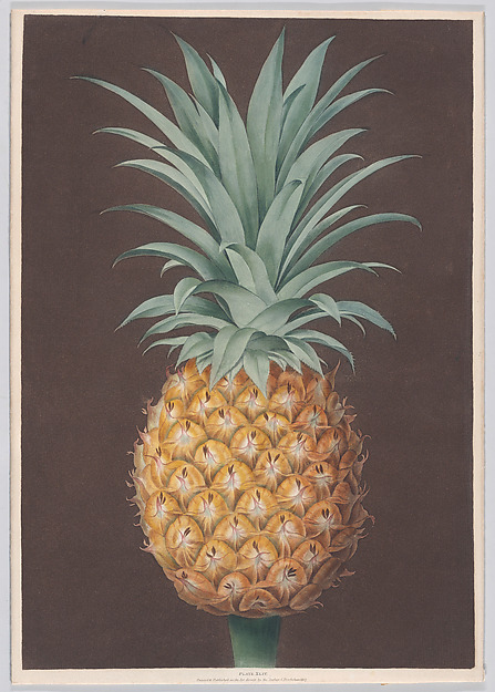 The Smooth Leaved Green Antigua Pine by George Brookshaw, The Metropolitan Museum of Art