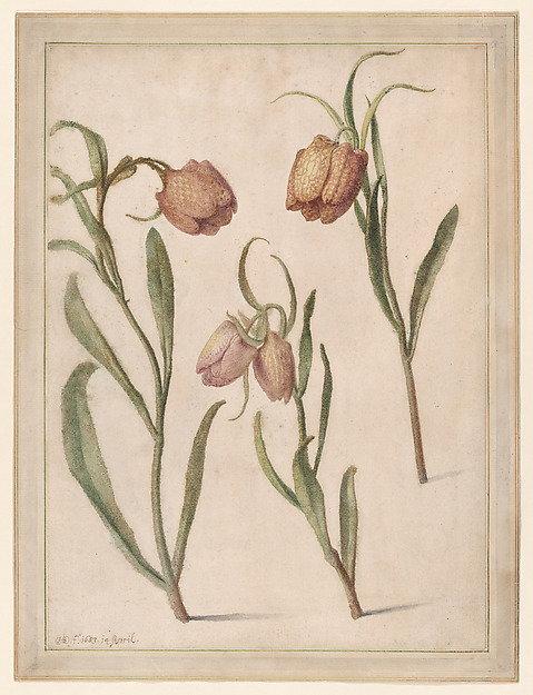 Study of Three Fritillaries