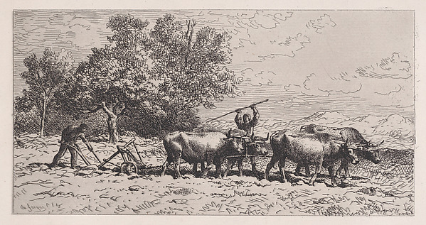 Attelage de Boeufs