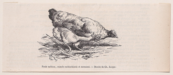 Poule métisse, croisée cochinchinois et normand, from "Le Magasin Pittoresque"