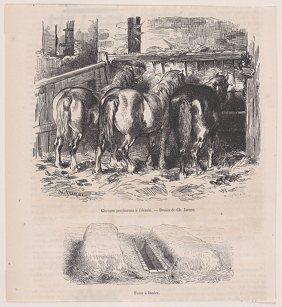 Percheron Horses in a Stable and A Manure Pit, from "Le Magasin Pittoresque"