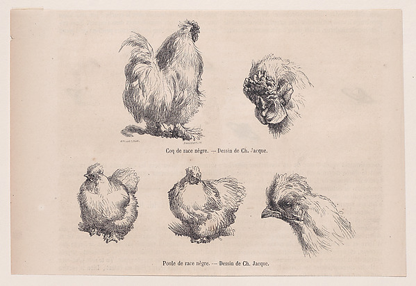 Silkie Cockerel and Silkie Hen, from "Le Magasin Pittoresque"