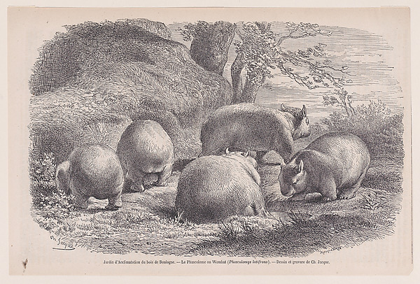 The Wombat, from "Le Magasin Pittoresque"