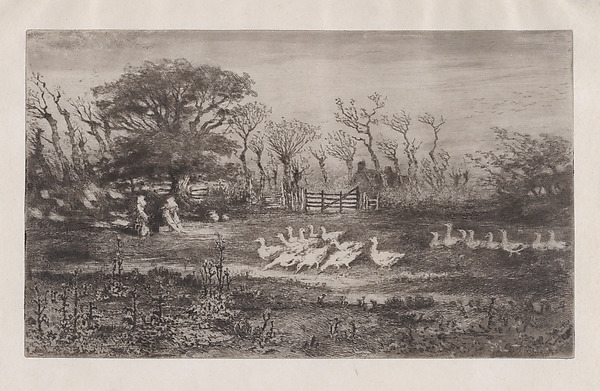 Geese