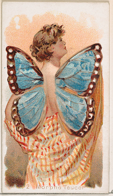 Card 2, Morpho Teucer, from the Butterflies series (N183) issued by Wm. S. Kimball & Co.