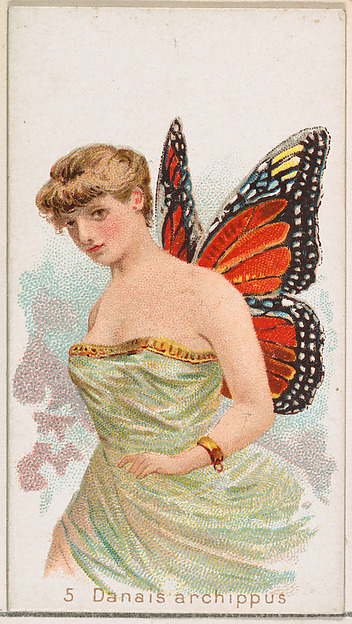 Card 5, Danais Archippus, from the Butterflies series (N183) issued by Wm. S. Kimball & Co.