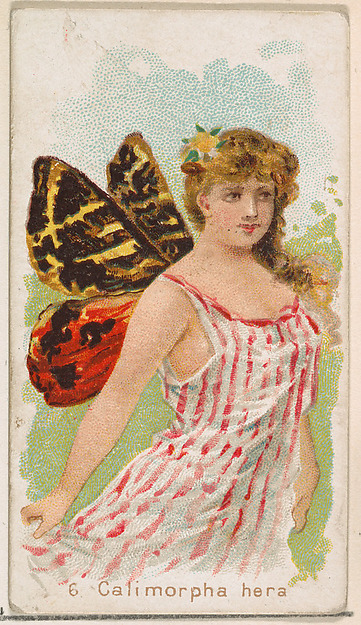 Card 6, Calimorpha Hera, from the Butterflies series (N183) issued by Wm. S. Kimball & Co.