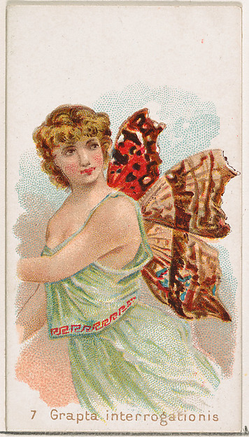 Card 7, Grapta Interrogationis, from the Butterflies series (N183) issued by Wm. S. Kimball & Co.