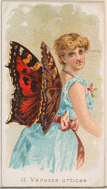 Card 12, Vanessa Urticae, from the Butterflies series (N183) issued by Wm. S. Kimball & Co.