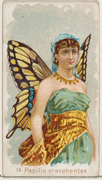Card 14, Papilio Cresphontes, from the Butterflies series (N183) issued by Wm. S. Kimball & Co.