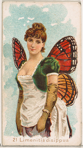 Card 21, Limenitis Disippus, from the Butterflies series (N183) issued by Wm. S. Kimball & Co.