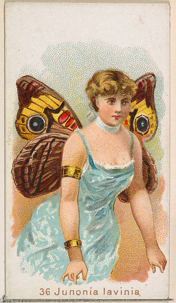 Card 36, Junonia Lavinia, from the Butterflies series (N183) issued by Wm. S. Kimball & Co.