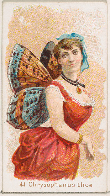 Card 41, Chrysophanus Thoe, from the Butterflies series (N183) issued by Wm. S. Kimball & Co.