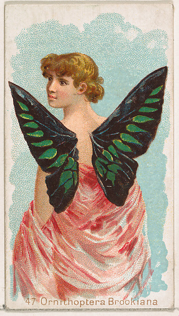 Card 47, Ornithoptera Brookiana, from the Butterflies series (N183) issued by Wm. S. Kimball & Co.