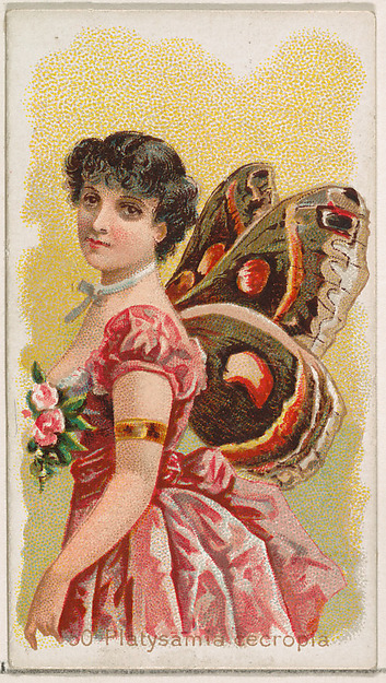 Card 50, Platysamia Cecropia, from the Butterflies series (N183) issued by Wm. S. Kimball & Co.