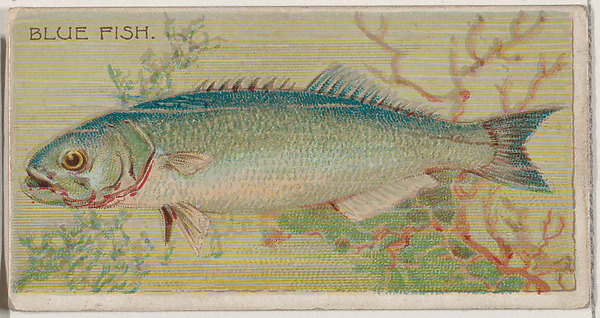 Blue Fish, from the series Fishers and Fish (N74) for Duke brand cigarettes