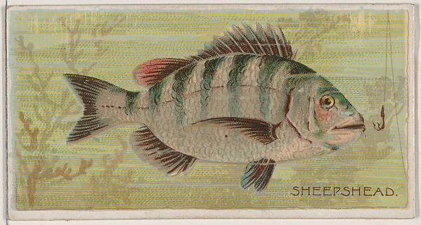 Sheepshead, from the series Fishers and Fish (N74) for Duke brand cigarettes