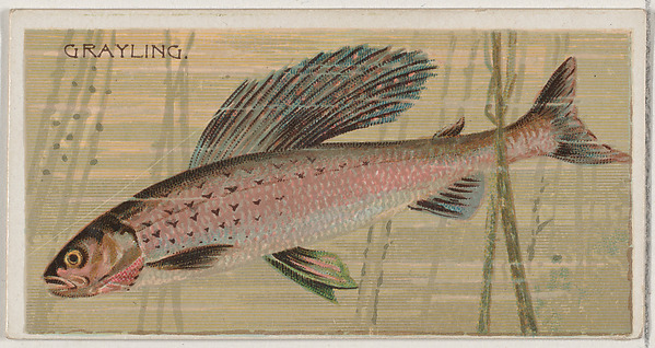 Grayling, from the series Fishers and Fish (N74) for Duke brand cigarettes
