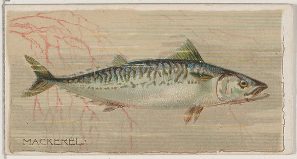 Mackerel, from the series Fishers and Fish (N74) for Duke brand cigarettes