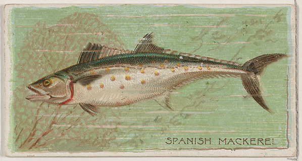 Spanish Mackerel, from the series Fishers and Fish (N74) for Duke brand cigarettes