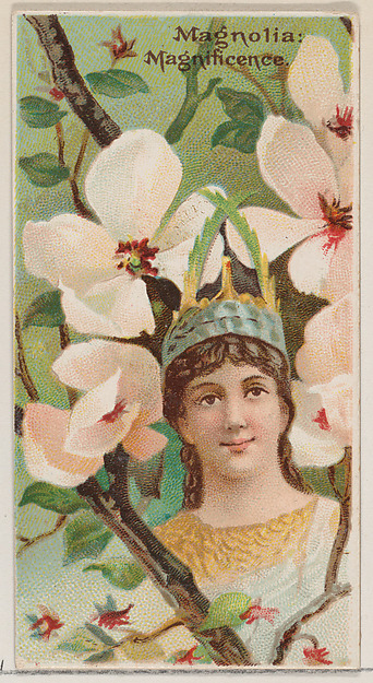 Magnolia: Magnificence, from the series Floral Beauties and Language of Flowers (N75) for Duke brand cigarettes