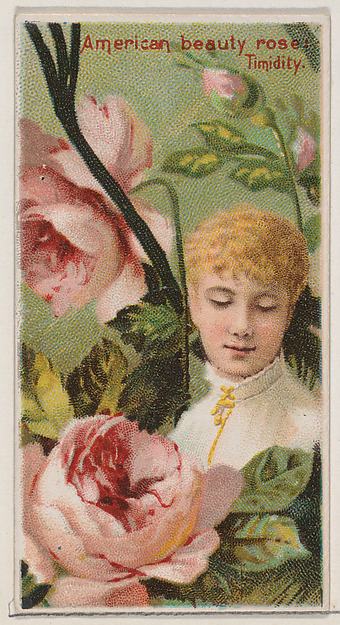 American Beauty Rose: Timidity, from the series Floral Beauties and Language of Flowers (N75) for Duke brand cigarettes