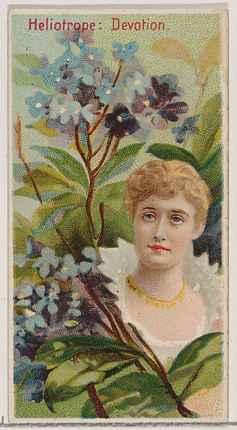 Heliotrope: Devotion, from the series Floral Beauties and Language of Flowers (N75) for Duke brand cigarettes