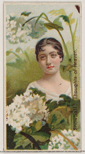 Snowball: Thoughts of Heaven, from the series Floral Beauties and Language of Flowers (N75) for Duke brand cigarettes