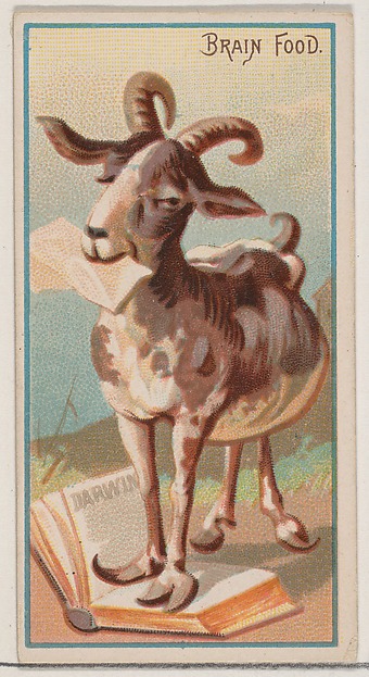 Brain Food, from the Jokes series (N87) for Duke brand cigarettes