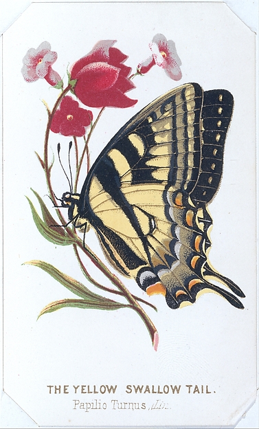 The Yellow Swallowtail from The Butterflies and Moths of America Part 2