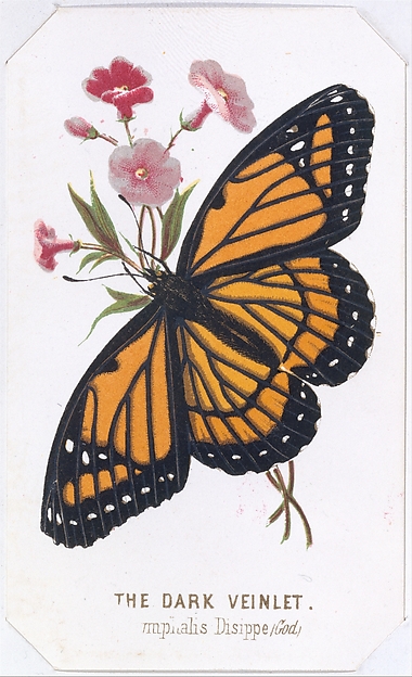 The Dark Veinlet from The Butterflies and Moths of America Part 3