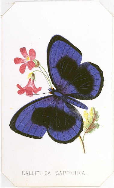 Callithea Sapphira from The Butterflies and Moths of America Part 1
