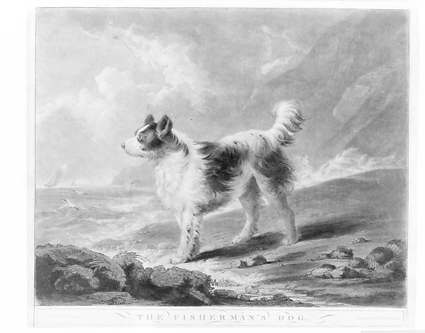 The Fisherman's Dog