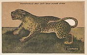 Issued by R. H. Wool Steam Bakery | Monkeys, collector card from the Animal Cutouts series (D11 ...