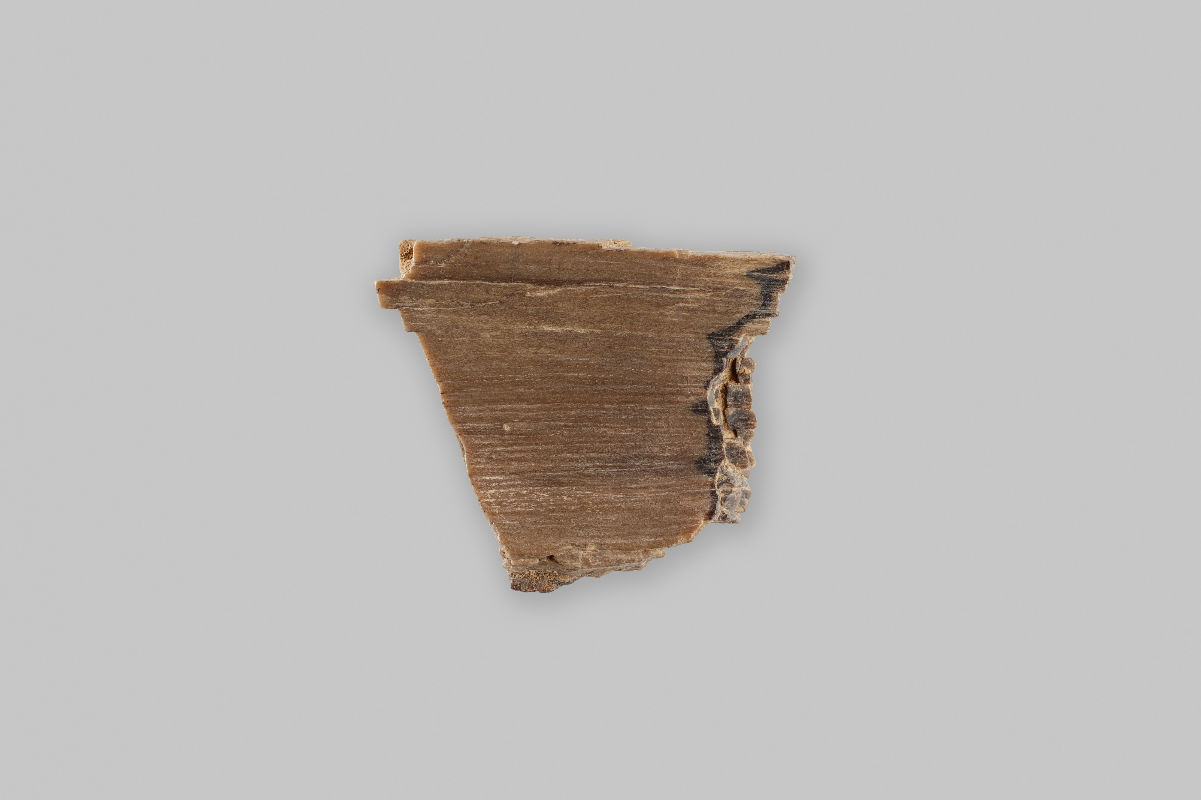 Fragment, fossilized wood