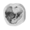 Sealing, Clay