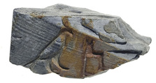 Fragment of an ivory tag, Ivory